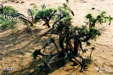 内蒙古哈腾套海国家级自然保护区-绵刺照片
