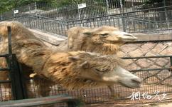 温州动物园旅游攻略之骆驼馆