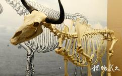 西藏氂牛博物館旅遊攻略之氂牛骨架