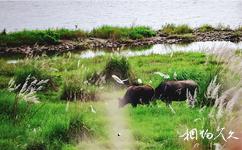 新津白鶴灘國家濕地公園旅游攻略之牛鷺島