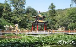 丹东锦江山公园旅游攻略之荷花池