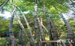 肇慶廣寧寶錠山旅遊攻略之全世界最大的竹