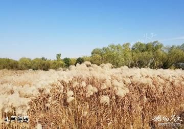 长兴太湖图影湿地-芦漫岛照片