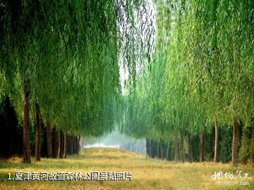 夏津黃河故道森林公園照片