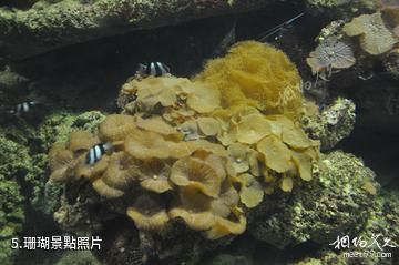 連雲港連島海底世界-珊瑚照片