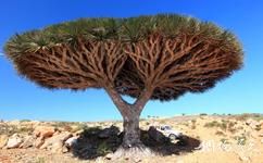 索科特拉群岛旅游攻略之分叉的龙血树