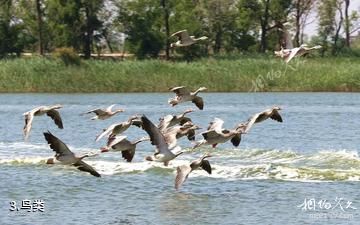 沧州南大港湿地景区-鸟类照片