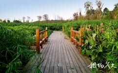 成都白鷺灣生態(tài)濕地公園旅游攻略之棧道