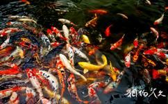 西安中國唐苑旅遊攻略之錦鯉魚