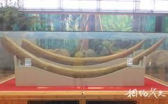 江蘇邳州博物館旅遊攻略之大象門齒化石