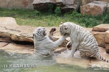 南通森林野生動物園-迷霧森林照片