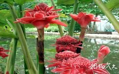 兴隆热带花园旅游攻略之瓷玫瑰