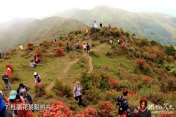 新興廣東天露山旅遊度假區-杜鵑花照片