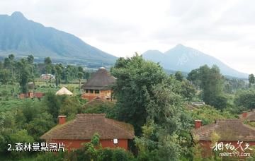 盧安達火山國家公園-森林照片