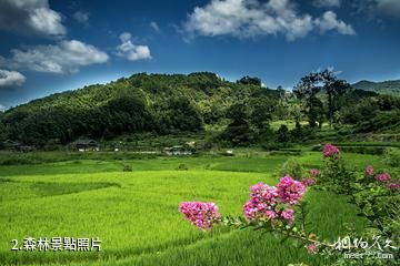 靖州岩腳侗寨-森林照片