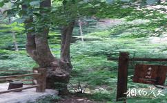 本溪綠石谷旅遊攻略之壽星樹