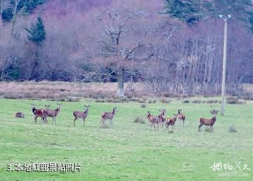 愛爾蘭基拉尼國家公園-本地紅鹿照片