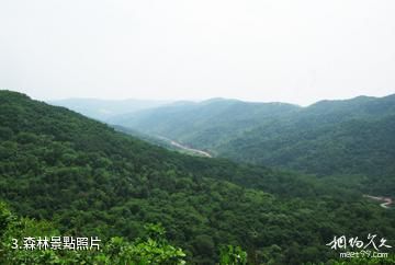 陝西石門山國家森林公園-森林照片