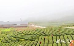竹溪龙王垭茶文化旅游攻略之茶园