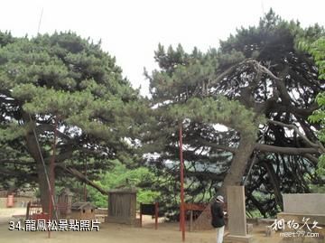 泰安徂徠山國家森林公園-龍鳳松照片