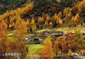 青海互助北山景區-森林照片