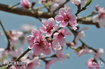 青海民和桃花園林-桃花照片