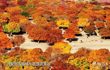 兴安盟五角枫生态旅游景区照片