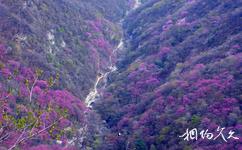 陕西太平国家森林公园旅游攻略之紫荆花海