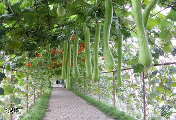 哈尔滨现代农业示范园-果蔬照片