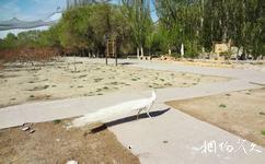 新疆天山野生动物园旅游攻略之白孔雀