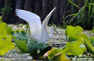 長興太湖圖影濕地-白鷺洲照片