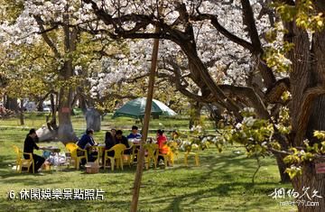 蘭州皋蘭什川古梨園-休閑娛樂照片