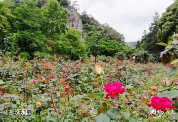 广州从化石门国家森林公园-玫瑰园照片