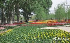 新疆五家渠青格達湖旅遊攻略之人工林地
