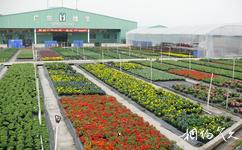 佛山顺德陈村花卉世界旅游攻略之花卉企业