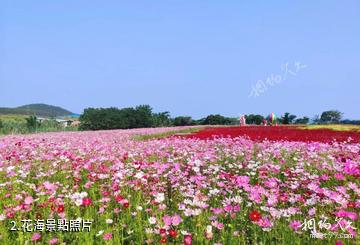 欽州北部灣花卉小鎮-花海照片