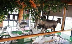 宁河七里海国家湿地公园旅游攻略之动物标本科普展厅