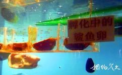 青岛水族馆旅游攻略之孵化中的鲨鱼卵