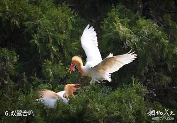 重庆三多桥白鹭园-双鹭合鸣照片