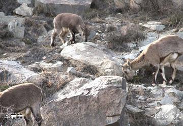 阿拉善盟贺兰山国家狩猎场-岩羊照片
