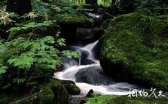 蛟河拉法山國家森林公園旅遊攻略之森林浴場