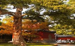 北京西山大覺寺旅遊攻略之銀杏樹
