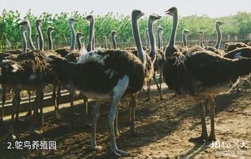 郑州金鹭鸵鸟游乐园-鸵鸟养殖园照片