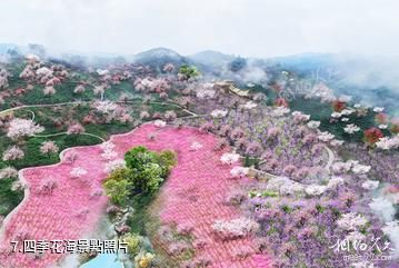 廣西高峰森林公園-四季花海照片