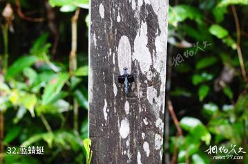 马来西亚姆禄国家公园-蓝蜻蜓照片