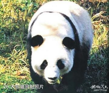 雅安東拉山大峽谷風景區-大熊貓照片
