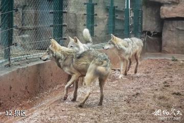 长沙生态动物园-狼区照片