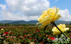 三亚亚龙湾国际玫瑰谷旅游攻略之精油玫瑰养生度假区