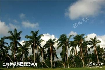 文昌椰子大觀園-椰林觀賞區照片