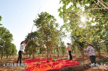 武漢紫薇都市田園景區-丹桂照片